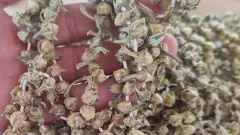 Eklem Hastalarına İyi Gelen Sebze Kilosu 2000 TL'den Kapış Kapış Satılıyor